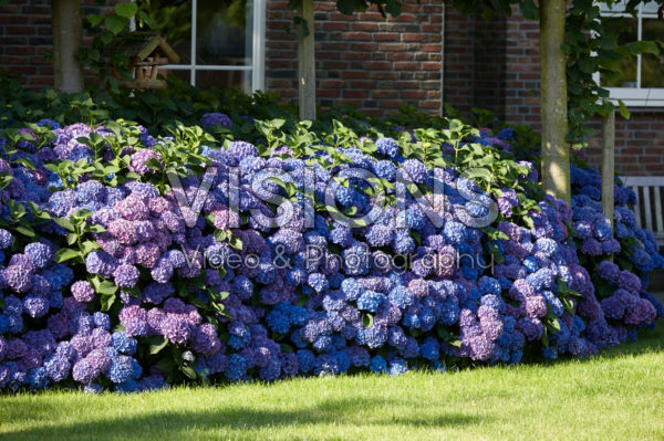 Hydrangea macrophylla border Hydrangea macrophylla border
