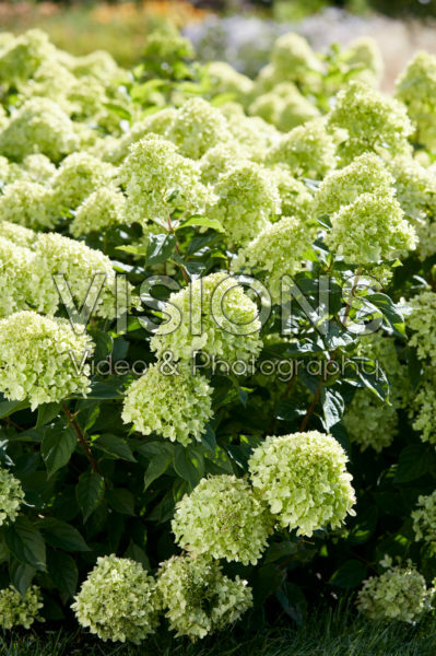 Hydrangea paniculata Little Lime® Hydrangea paniculata Little Lime®