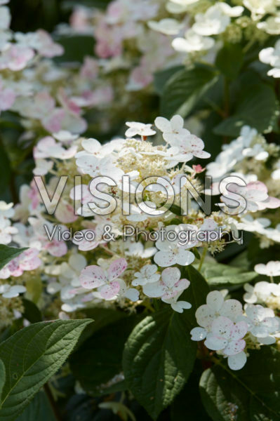 Hydrangea paniculata Early Sensation Hydrangea paniculata Early Sensation