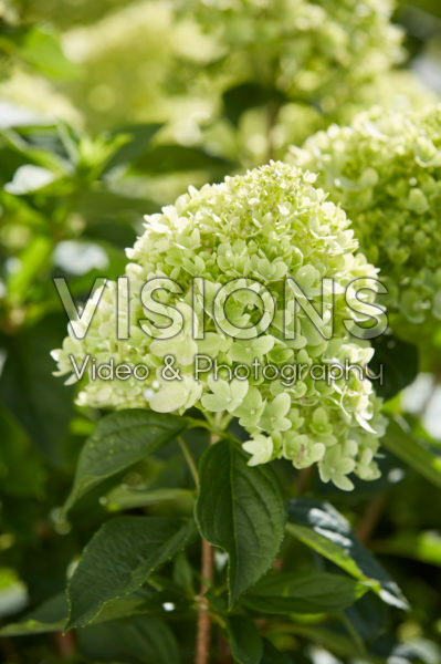 Hydrangea paniculata Little Lime® Hydrangea paniculata Little Lime®