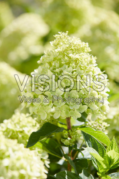 Hydrangea paniculata Little Lime® Hydrangea paniculata Little Lime®