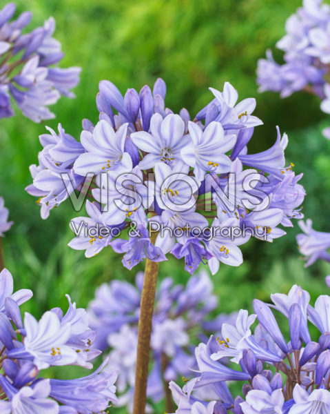 Agapanthus Valencia Agapanthus Valencia