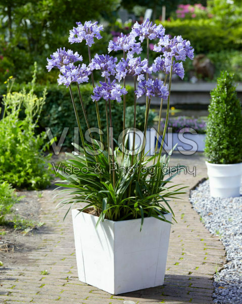 Agapanthus Valencia Agapanthus Valencia