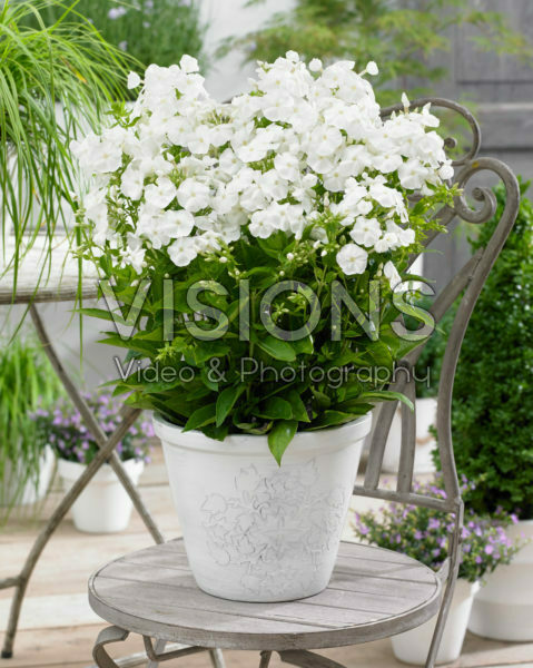 Phlox Sweet Summer Snow Phlox Sweet Summer Snow