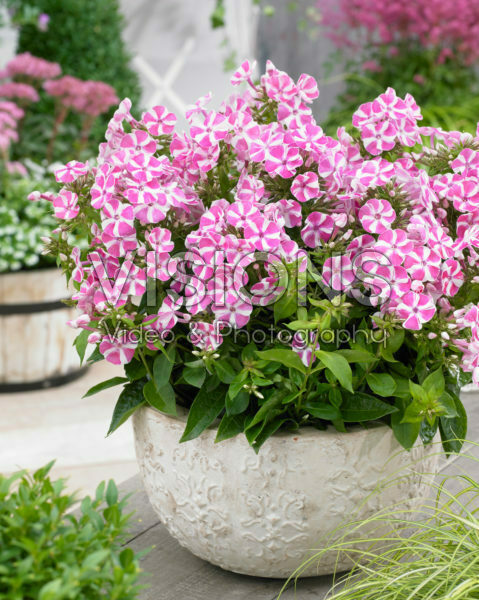 Phlox Bambini Candy Crush Phlox Bambini Candy Crush