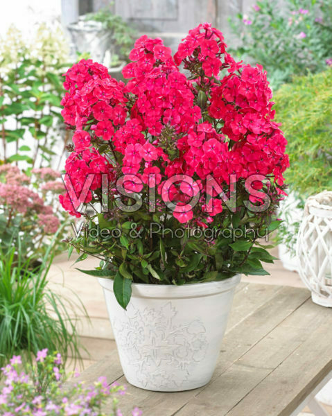 Phlox paniculata Younique® Red Phlox paniculata Younique® Red