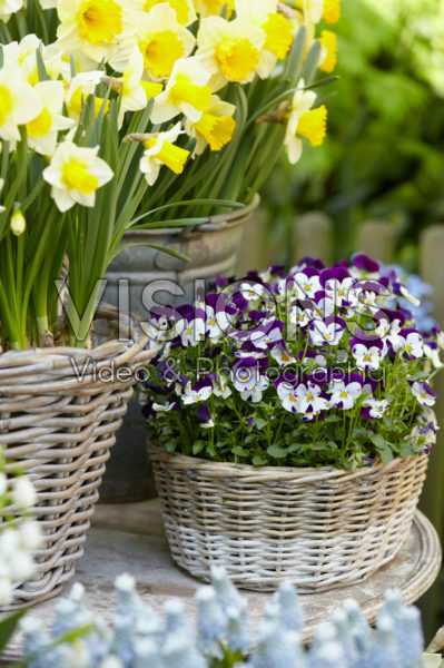 Narcissus, Viola Narcissus, Viola