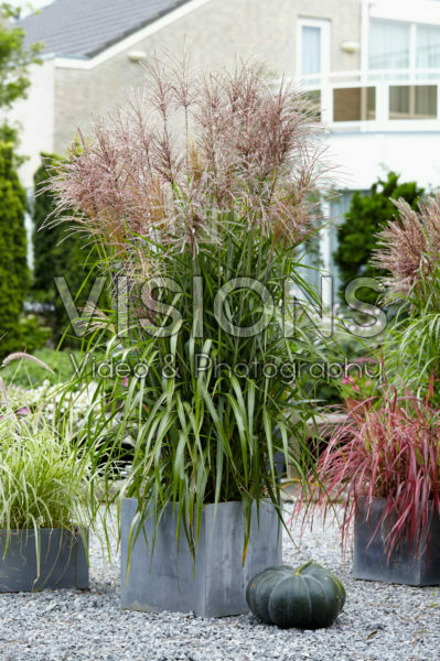 Miscanthus sinensis Ards Angel Miscanthus sinensis Ards Angel