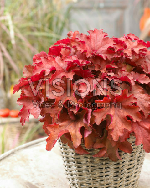 Heuchera Cranberry Heuchera Cranberry