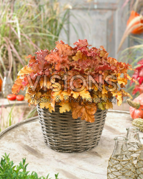 Heuchera Gojiberry Heuchera Gojiberry