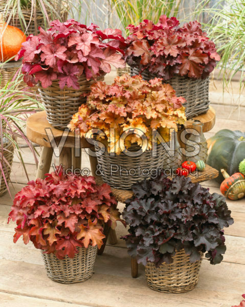 Heuchera Berry collection Heuchera Berry collection