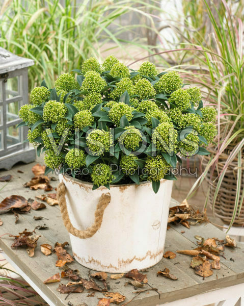 Skimmia japonica White Dwarf Skimmia japonica White Dwarf