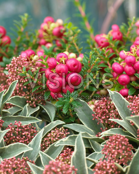 Gaultheria mucronata, Skimmia japonica Mystic Marlot Gaultheria mucronata, Skimmia japonica Mystic Marlot