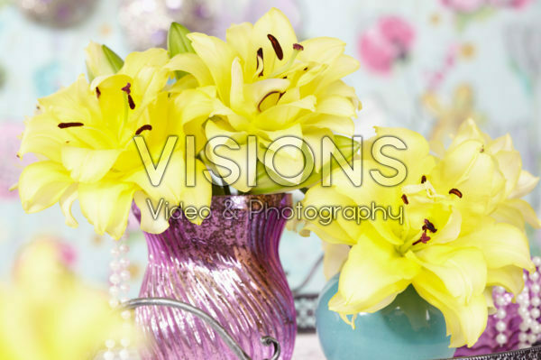 Lilium Exotic Sun Lilium Exotic Sun