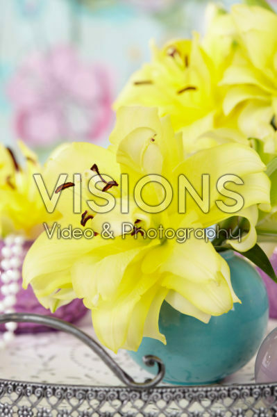 Lilium Exotic Sun Lilium Exotic Sun