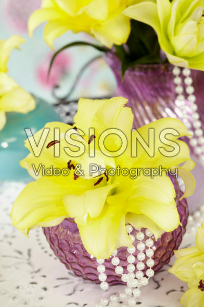 Lilium Exotic Sun Lilium Exotic Sun