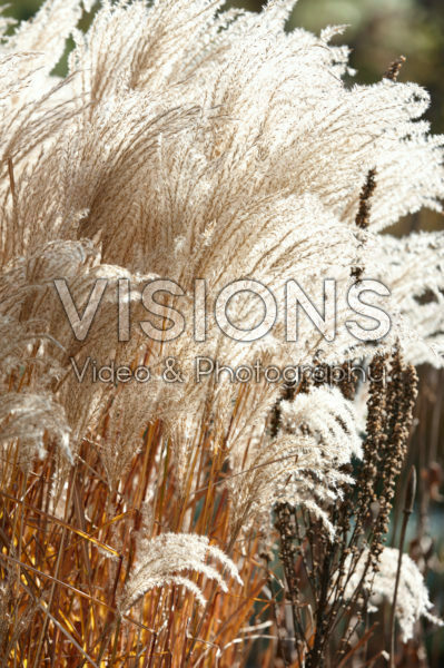 Miscanthus sinensis Kleine Fontäne Miscanthus sinensis Kleine Fontäne