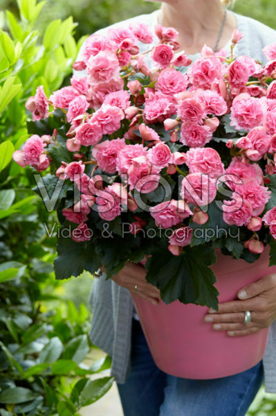 Begonia Frivola Begonia Frivola