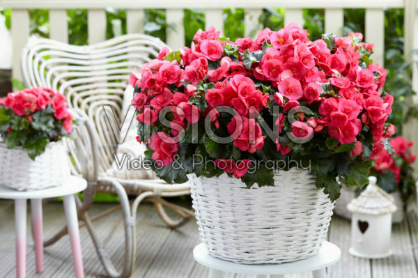 Begonia Evi Bright Pink Begonia Evi Bright Pink