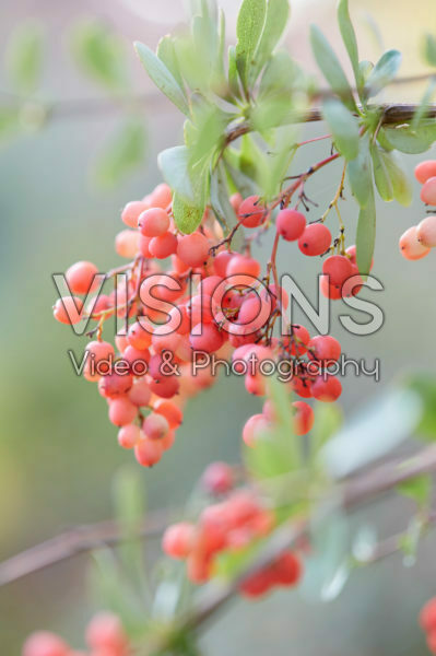 Berberis Berberis