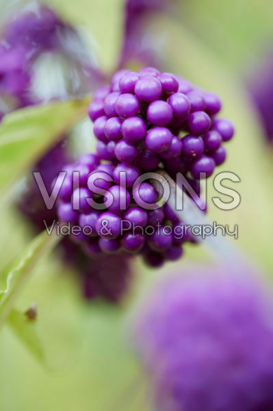Callicarpa bodinieri Callicarpa bodinieri