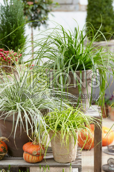 Carex EverColor® collection Carex EverColor® collection