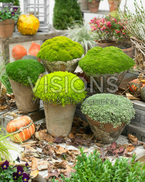 Moss collection Moss collection