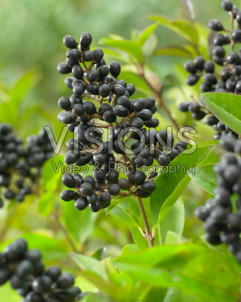 Ligustrum ovalifolium Green Diamond Ligustrum ovalifolium Green Diamond