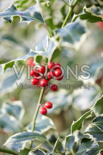 Osmanthus heterophyllus Variegatus Osmanthus heterophyllus Variegatus