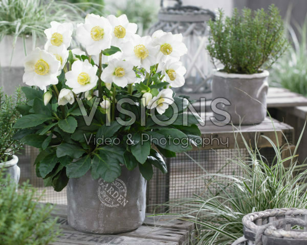 Helleborus HGC® Wintergold Helleborus HGC® Wintergold