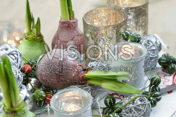 Wax amaryllis bulbs Wax amaryllis bulbs