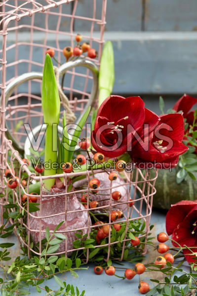 Wax amaryllis bulb Wax amaryllis bulb