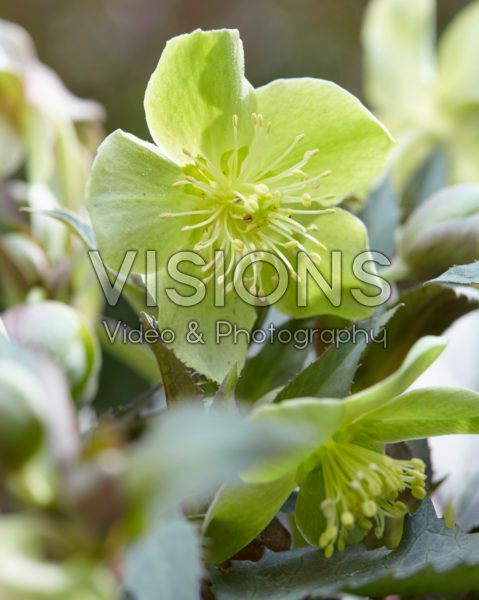 Helleborus Silver Dollar Helleborus Silver Dollar
