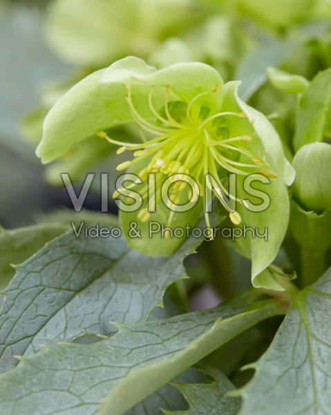 Helleborus Silver Lace Helleborus Silver Lace