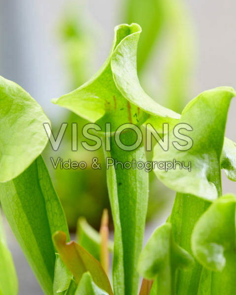 Sarracenia × catesbyi Sarracenia × catesbyi