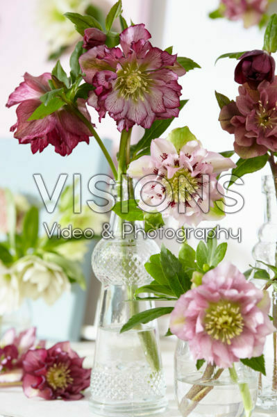 Helleborus mix Helleborus mix