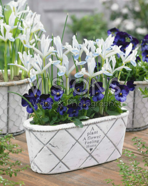 Iris reticulata Frozen Planet Iris reticulata Frozen Planet