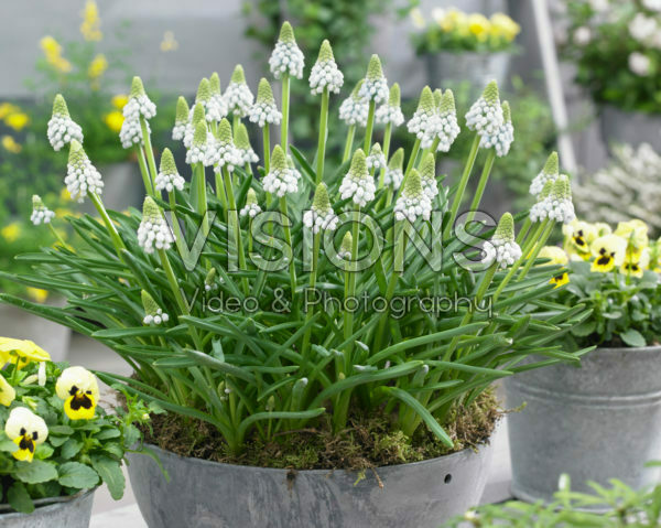 Muscari Manon® Muscari Manon®
