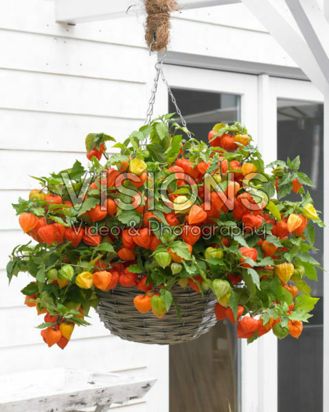 Physalis alkekengi Halloween Queen Physalis alkekengi Halloween Queen