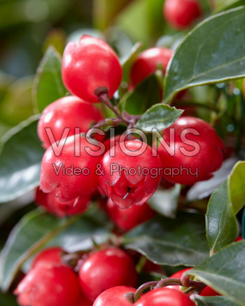 Gaultheria red Gaultheria red