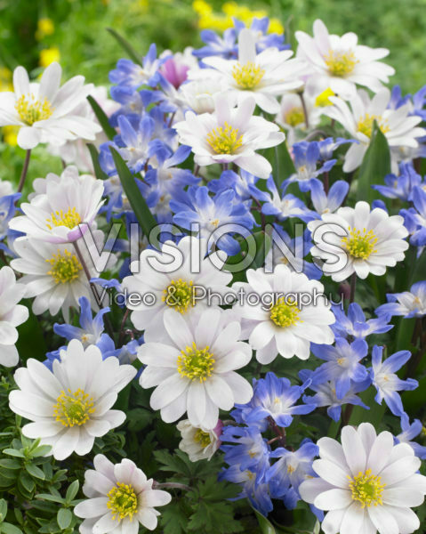 Anemone blanda, Chionodoxa Anemone blanda, Chionodoxa