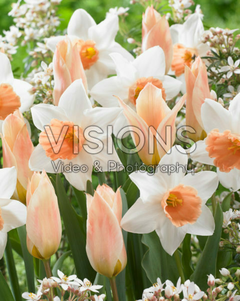 Tulipa Fur Elise, Narcissus Accent Tulipa Fur Elise, Narcissus Accent