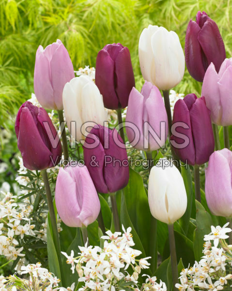 Tulipa Prince mix Tulipa Prince mix