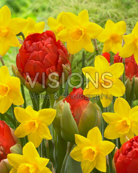 Narcissus Sweetness, Tulipa Redwood Narcissus Sweetness, Tulipa Redwood
