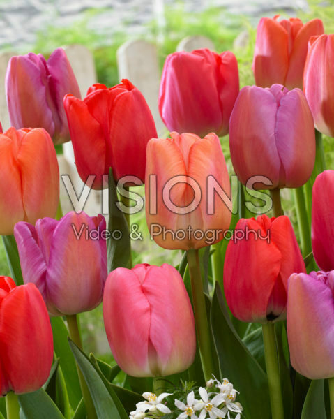 Tulipa Pride mix Tulipa Pride mix