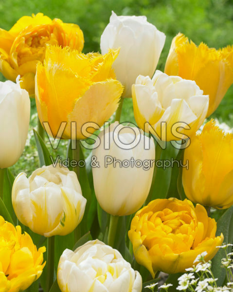 Tulipa yellow and white mix Tulipa yellow and white mix