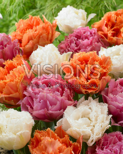 Tulipa Double Crispa Mix Tulipa Double Crispa Mix