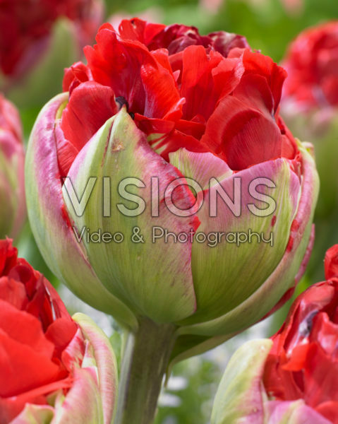 Tulipa Cardiff Tulipa Cardiff