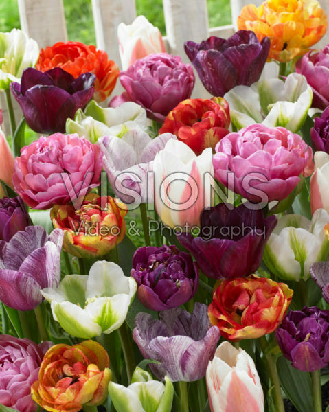 Tulipa mix Tulipa mix
