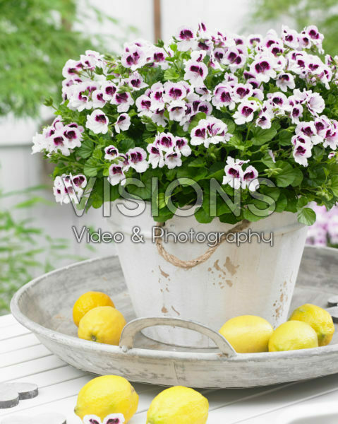Pelargonium Mosquitaway Lizzy Pelargonium Mosquitaway Lizzy